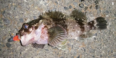 まだまだ釣れる！ロックフィッシュ！