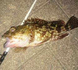 カサゴ狙い