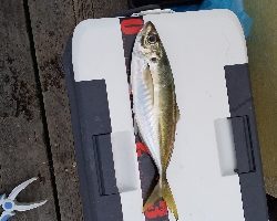 尺アジ釣り!
