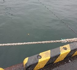 イワシも時合次第