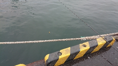 イワシも時合次第