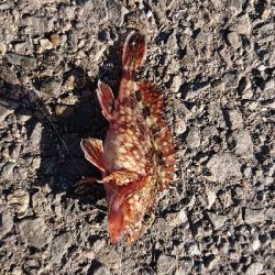 ウルトラライトショアジギング