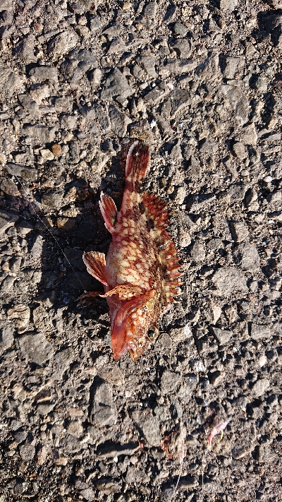 ウルトラライトショアジギング