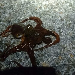 本命釣れず…②