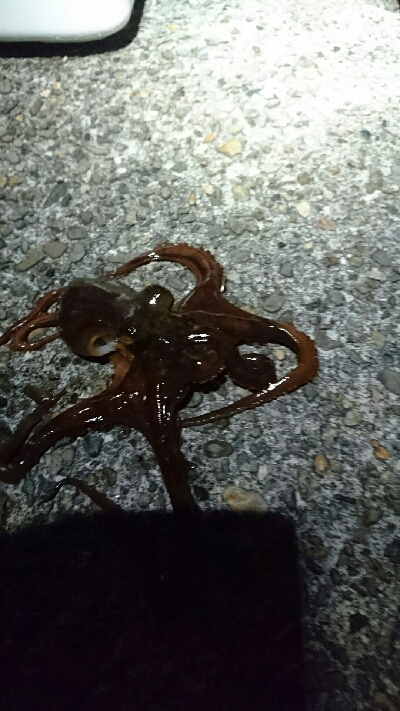 本命釣れず…②