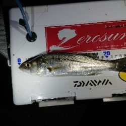 ホームでシラサズボ