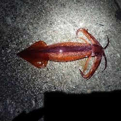 和歌山初釣り！