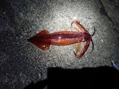 和歌山初釣り！