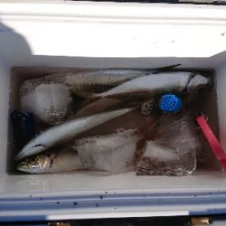 マアジからの丸アジ❗