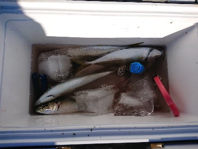 マアジからの丸アジ❗