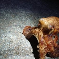 タコ 3つに太刀魚