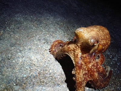 タコ 3つに太刀魚