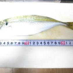 アジング佐田岬遠征②