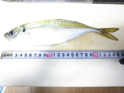 アジング佐田岬遠征②