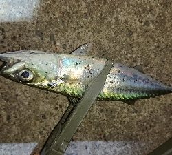 アジング修行 初釣