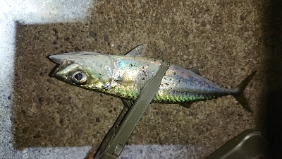 アジング修行 初釣