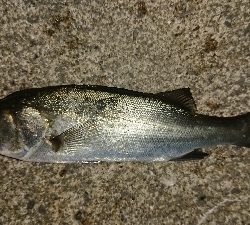 メバリング修行