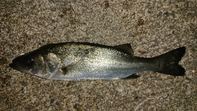 メバリング修行