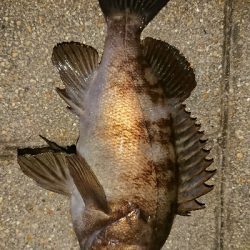 メバリング修行