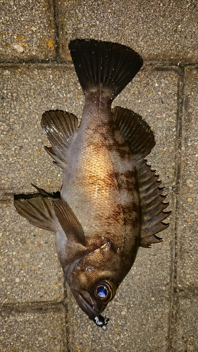 メバリング修行