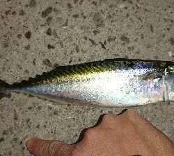 メバリング修行