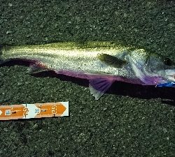 新城川河口にて