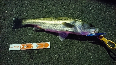 新城川河口にて