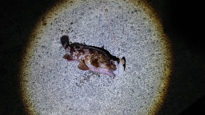 浦戸大橋下にて