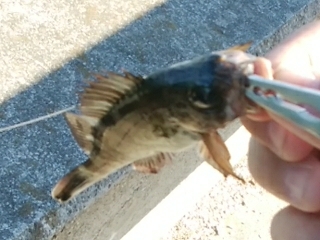 2019年初釣りアイナメ