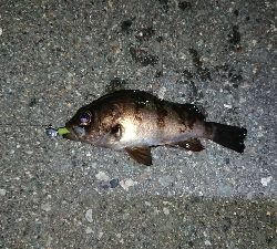 メバリングでチーバス