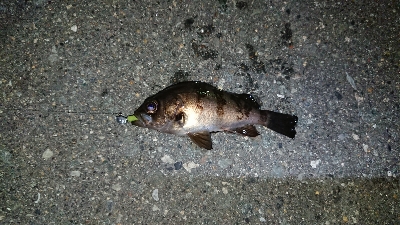 メバリングでチーバス