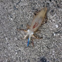 江田島でデイメバリング！