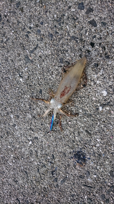 江田島でデイメバリング！