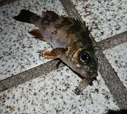 いつもの場所でメバリング