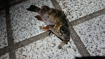 いつもの場所でメバリング