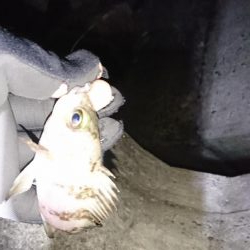 アジは、いません。