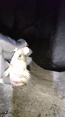 アジは、いません。