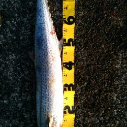 マッチザベイト