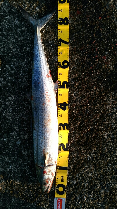 マッチザベイト