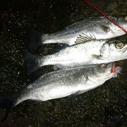 初釣り！ヒラスズキ祭り