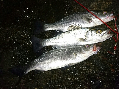 初釣り！ヒラスズキ祭り