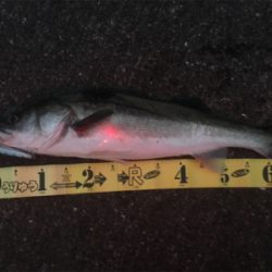 釣り納めは70シーバス☆GUNNING-STYLE