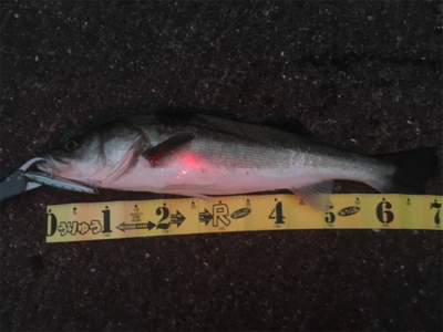 釣り納めは70シーバス☆GUNNING-S…