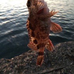 釣り初めサビキ