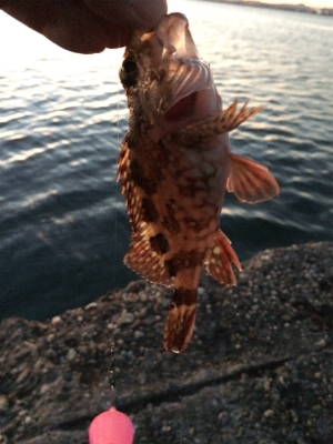 釣り初めサビキ