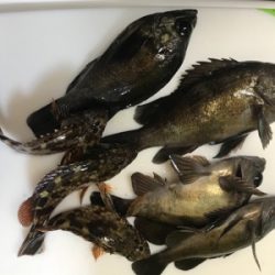 元旦ライトゲーム