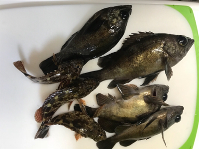 元旦ライトゲーム