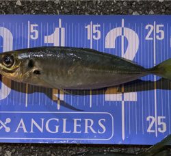 元旦朝まづめのアジング