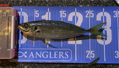 元旦朝まづめのアジング