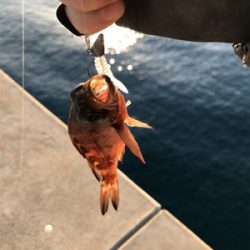 壱岐島釣行2日目